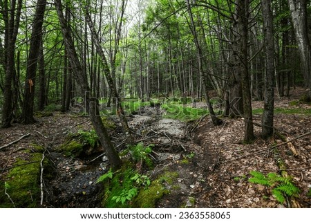Beautiful enchanted forest and stream background in Western Massachusetts.