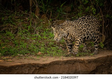 Schöner und gefährdeter amerikanischer Jaguar im Naturraum. Panthera onca, wildes Brasil, brasilianische Tierwelt, Pantanal, grüner Dschungel, große Katzen.