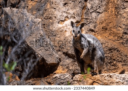 Beautiful endangered Black-flanked rock-wallaby (warru) jumping on the rocks spotted in Yardie Creek, Cape Range National Park, Western Australia	
