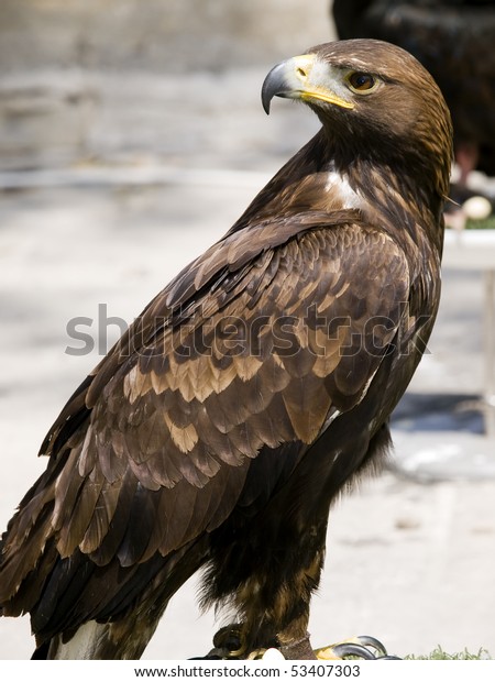 Beautiful Endangered Golden Eagle Aquila Chrysaetos