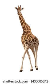 Giraffe Images Stock Photos Vectors Shutterstock