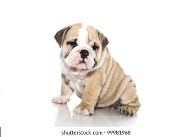 Beautiful English Bulldog Puppy Isolated