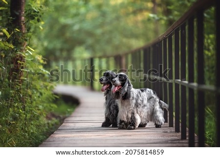 beautiful english cocker spaniel dog portrait in nature