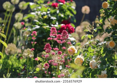 Beautiful english cottage garden with lots of different perennial flowers in the morning summer sunshine - Shutterstock ID 2316576929
