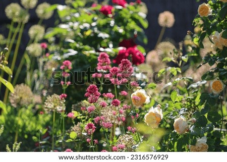 Beautiful english cottage garden with lots of different perennial flowers in the morning summer sunshine