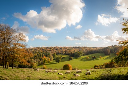 Beautiful English countryside farmland with sheep grazing and autumn colours
