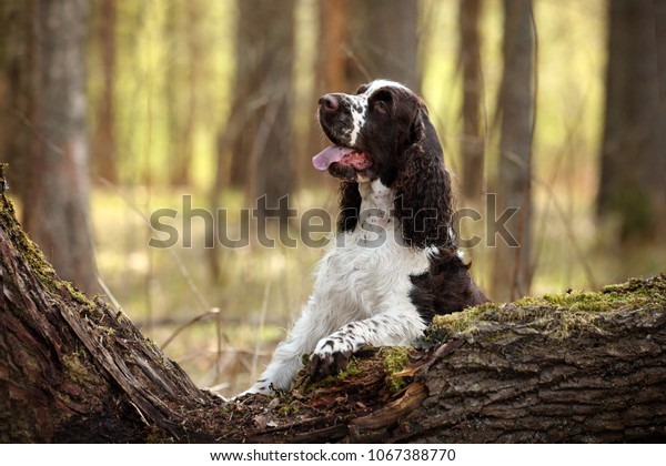 Beautiful\
english dog springer spaniel in the\
forest