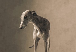 Beautiful English Greyhound Dog With Long Legs Looking Down And Standing In Front Of Beige Background