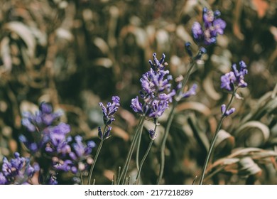 Beautiful English Lavender In Bloom.