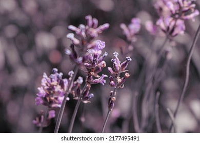 Beautiful English Lavender In Bloom.