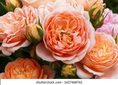 Beautiful English Roses Flowers In Their Natural Environment In The Garden With Green Leaves In The Background