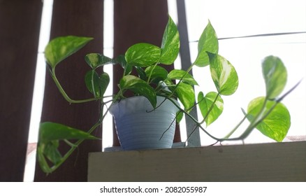 A Beautiful Epipremnum Aureum On Top