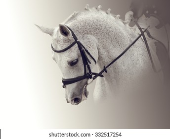 Beautiful eqestrian white dressage horse in the collection isolated on gray background. Portrait. Sepia
