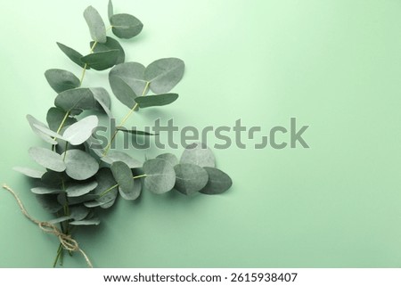 Beautiful eucalyptus branches on light green background, top view. Space for text