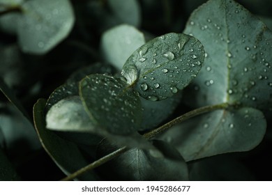 Beautiful Eucalyptus Leaves With Water Drops, Close Up