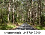 Beautiful eucalyptus tree avenue in the Great Otway National Park, Victoria, Australia