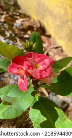 A Beautiful Euphorbia Flower View