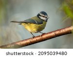 Beautiful Eurasian blue tit (Cyanistes caeruleus), tiny garden bird perched on a branch