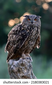 Beautiful Eurasian Eagle owl (Bubo bubo) on a branch at sunsrise. Bokeh background. Noord Brabant in the Netherlands.                           