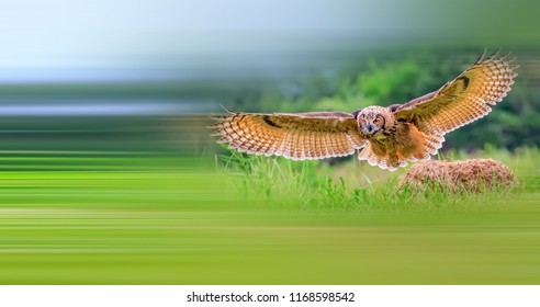 Beautiful Eurasian Eagle-Owl