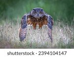 Beautiful Eurasian Eagle-Owl (Bubo bubo) in flight. Noord Brabant in the Netherlands. Front view.                                                                                               