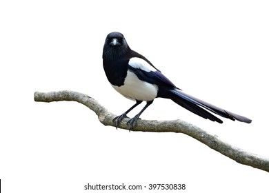 Pie Oiseau Images Stock Photos Vectors Shutterstock