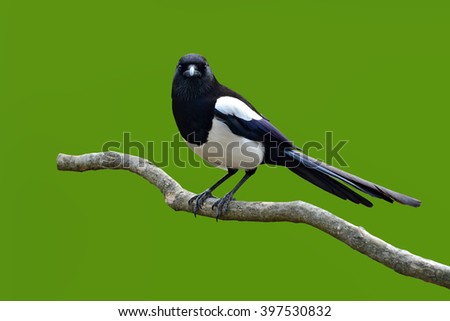 Similar – European Pied Flycatcher