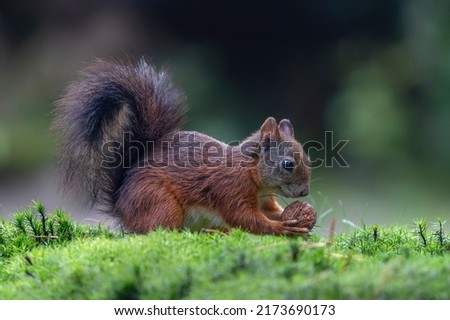 squirrels Environment