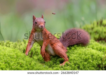 Beautiful Eurasian red squirrel (Sciurus vulgaris) in the forest of Noord Brabant in the Netherlands.          