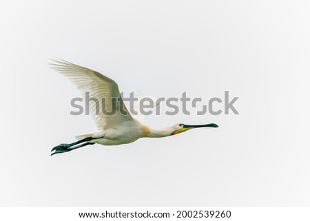   Beautiful Eurasian Spoonbill or common spoonbill (Platalea leucorodia)  in flight. Gelderland in the Netherlands. Isolated on a white background.                                    