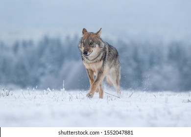 beautiful eurasian wolf running in snow with snow covered forest in background