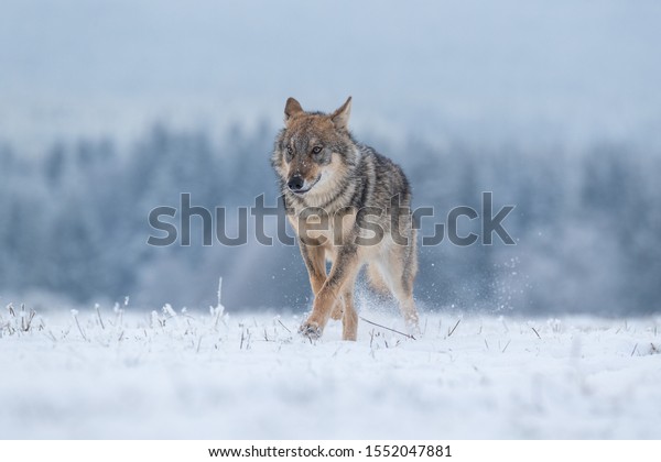 雪に覆われた森のある雪の中を走る美しいユーラシアのオオカミ の写真素材 今すぐ編集