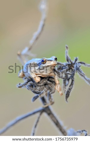 Similar – Image, Stock Photo Real frog Frog Doorman
