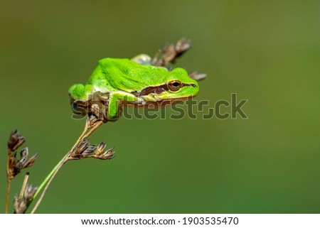 Similar – Close-up of a yellow caterpillar