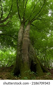 Beautiful European Beech Tree In The Forest