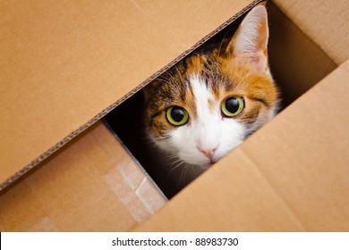 beautiful European cat in a delivery box