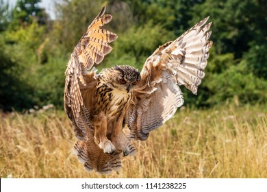 Owl Landing Images, Stock Photos & Vectors 