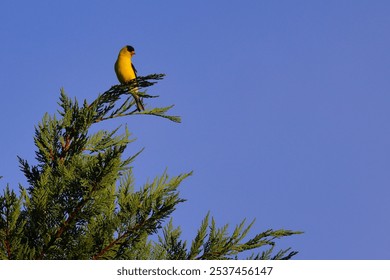 A beautiful European goldfinch bird perched on a tree branch against a blue sky - Powered by Shutterstock