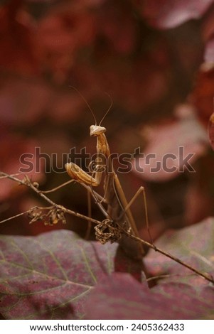 beautiful european mantid or praying mantiss religiosa on red smoke tree leaves, coggygria cotinus. Soft focused vertical macro shot