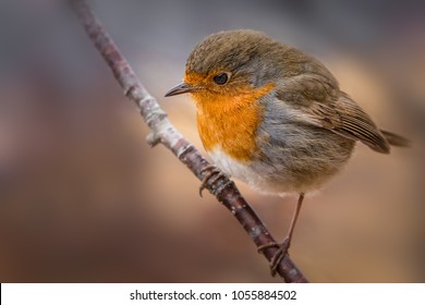 Beautiful European Robin. Typical Bird. Curious, Cautious, Fast. Flying From Place To Place, Exploring, Climbing On A Branch.