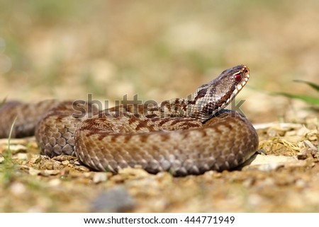 Similar – Image, Stock Photo brown Vipera berus close up