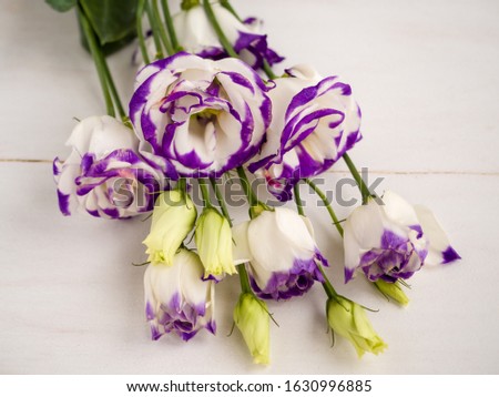 Beautiful Eustoma, white petals with violet borders on white wooden background. Lisianthus flowers for your floral decor or your holiday. Top view. Soft focus