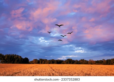 Beautiful evening cloudy pink and blue sky with several birds.