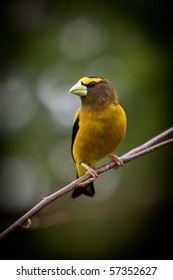 A beautiful Evening Grosbeak, Coccothraustes vespertinus, on a branch showing its best profile