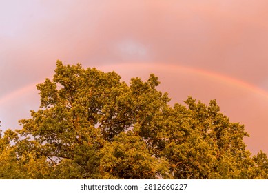 Beautiful evening rainbow arching above the crown of an oak tree, illuminated by the warm golden and violet hues of sunset, creating a peaceful and colorful natural landscape