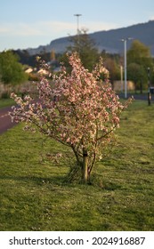 Beautiful evening view of pink spring flowering crab apple (Malus Sylvestris) tree growing beside cycle path, Ballinteer, Dublin, Ireland. Soft and selective focus