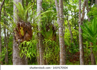 Beautiful Ever Green Trees In Tropical Forest.