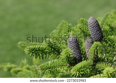 Beautiful evergreen Coniferous Tree. Korean Fir tree cones. Korean fir-tree on a green background. Fir Abies Koreana with young blue cones on branch. Silver spruce . Copy space. Spring postcard