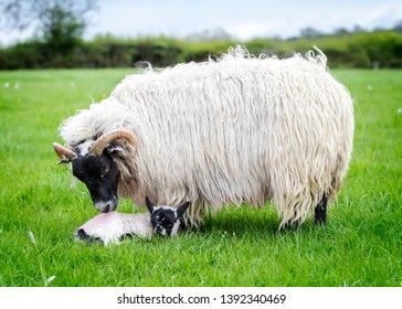 Beautiful Ewe Taking Care Of Her New Born Lamb