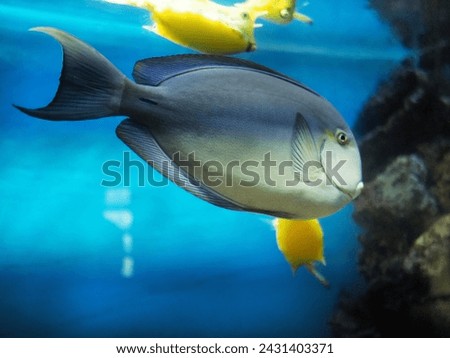 Beautiful exotic aquarium fish in a large aquarium. High quality photo